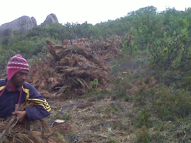 clearing land